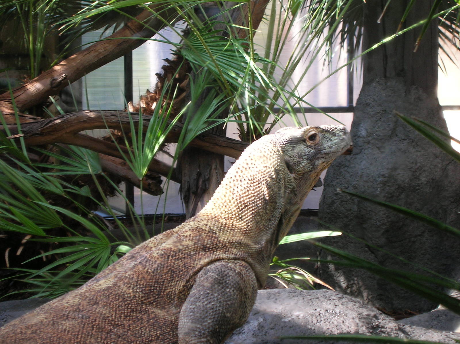 Komodo Monitor
