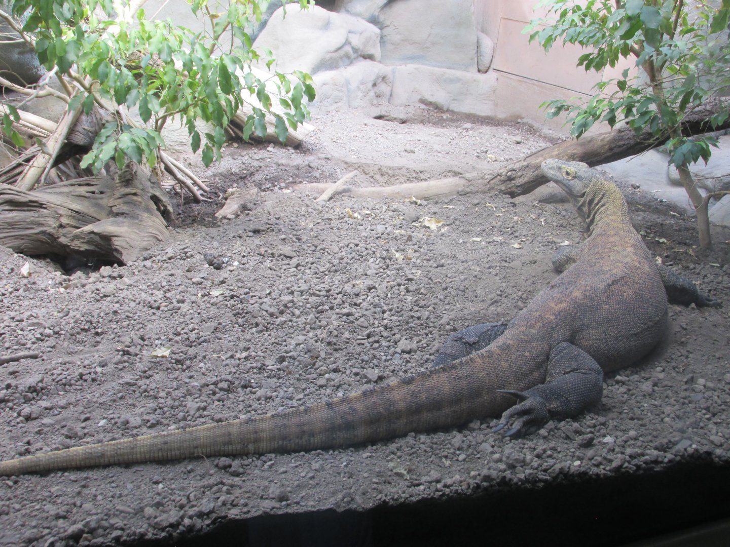 komodo monitor