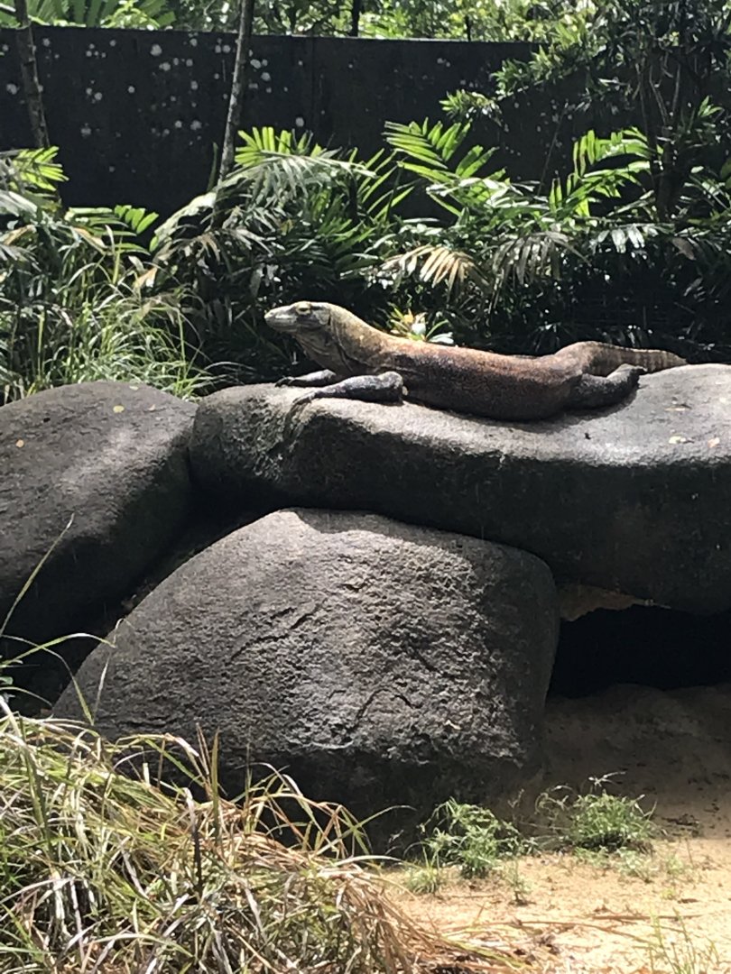 Komodo sun bathing on a rock