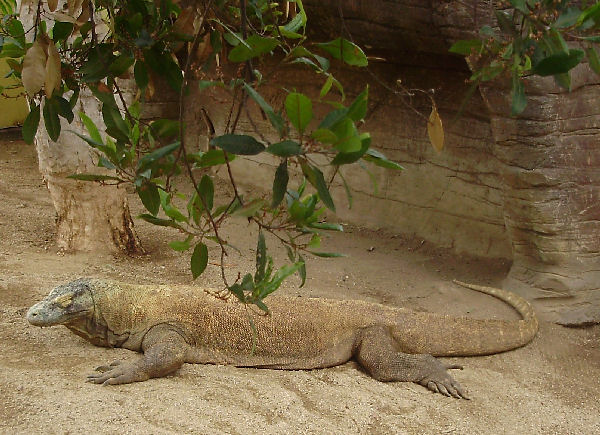 Komodo.