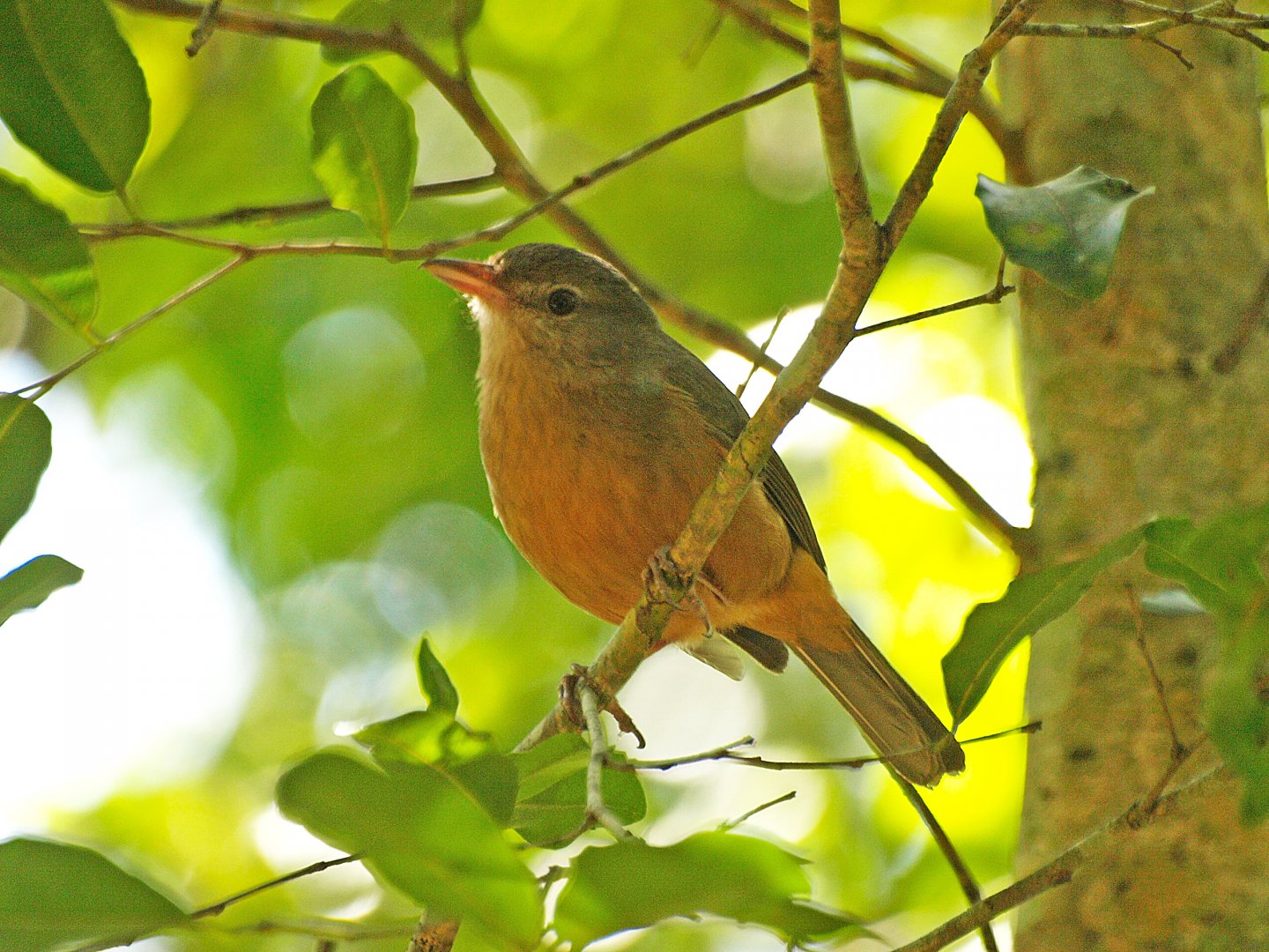 Kondalilla Falls, Sunshine coast, Queensland