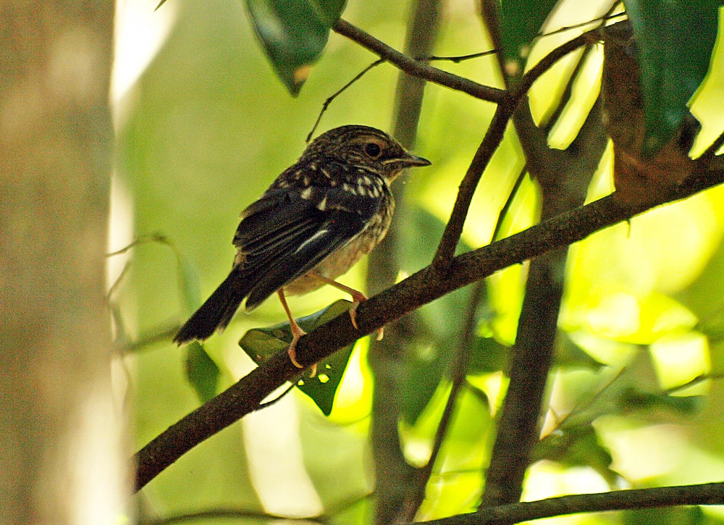 Kondalilla Falls, Sunshine Coast, Queensland