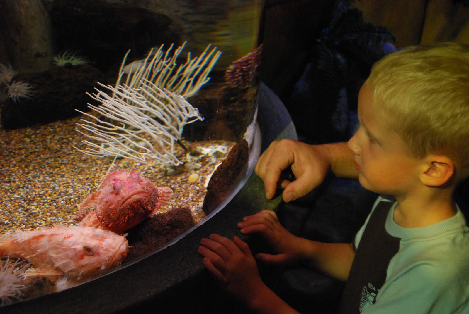 Königswinter Sea Life July 2008