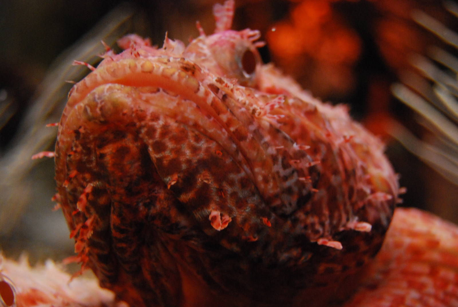 Königswinter Sea Life July 2008