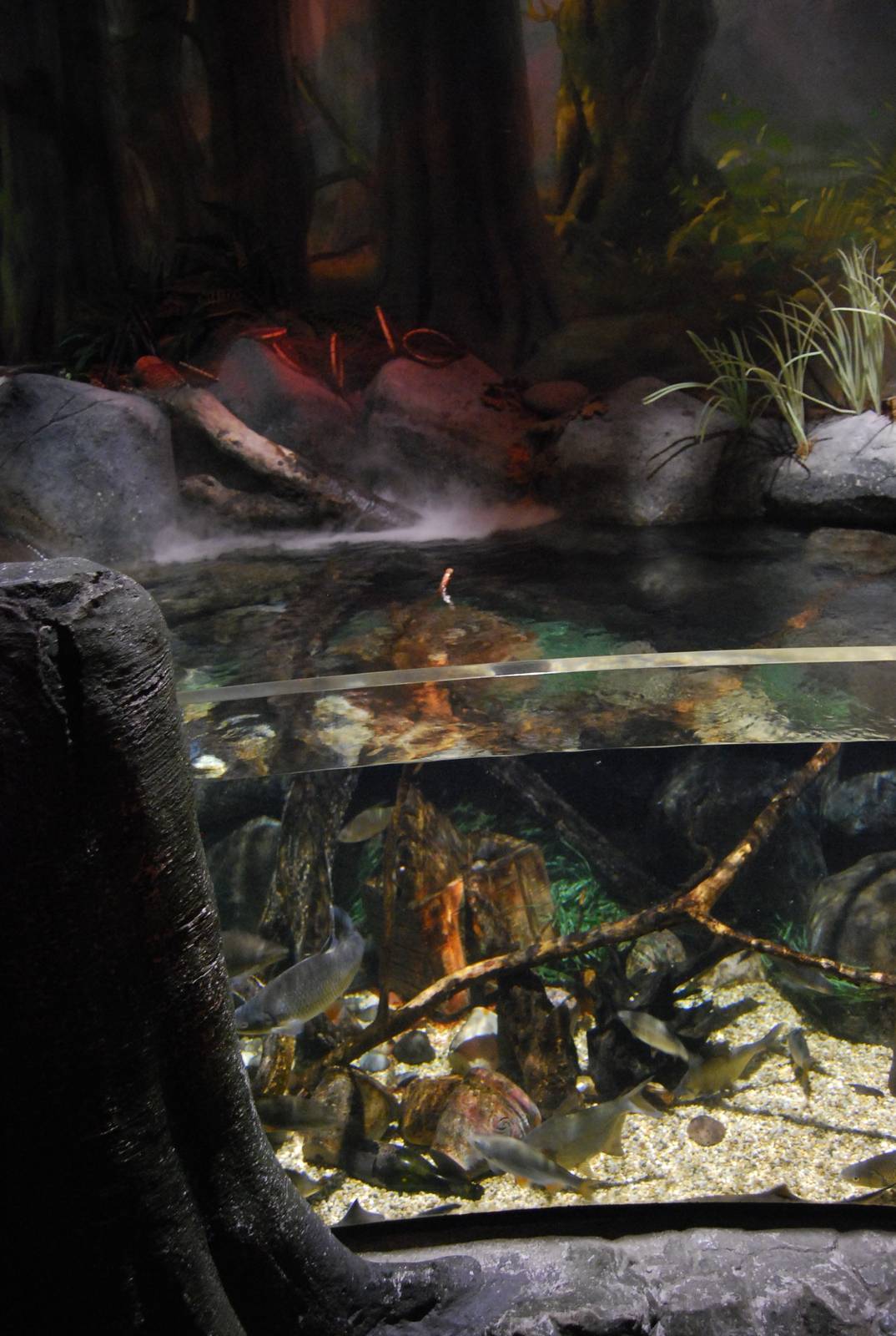 Königswinter Sea Life July 2008