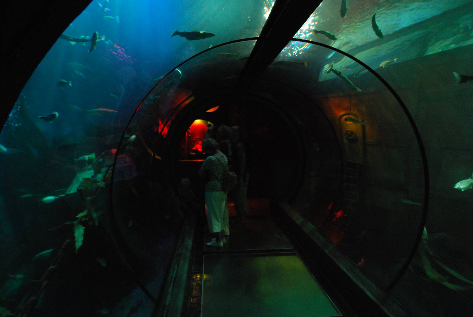 Königswinter Sea Life July 2008