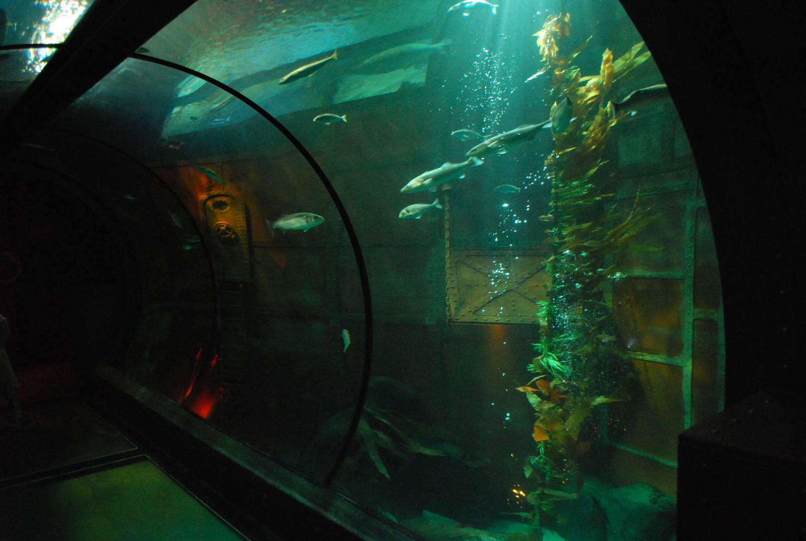 Königswinter Sea Life July 2008