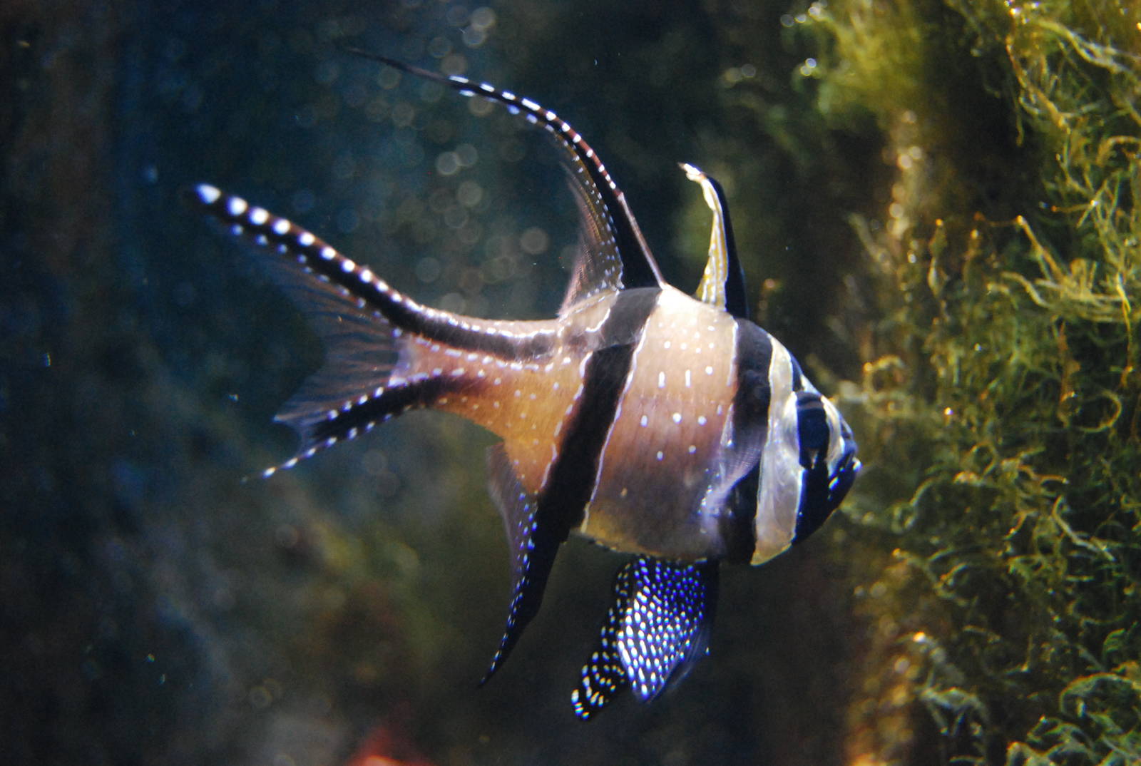 Königswinter Sea Life July 2008