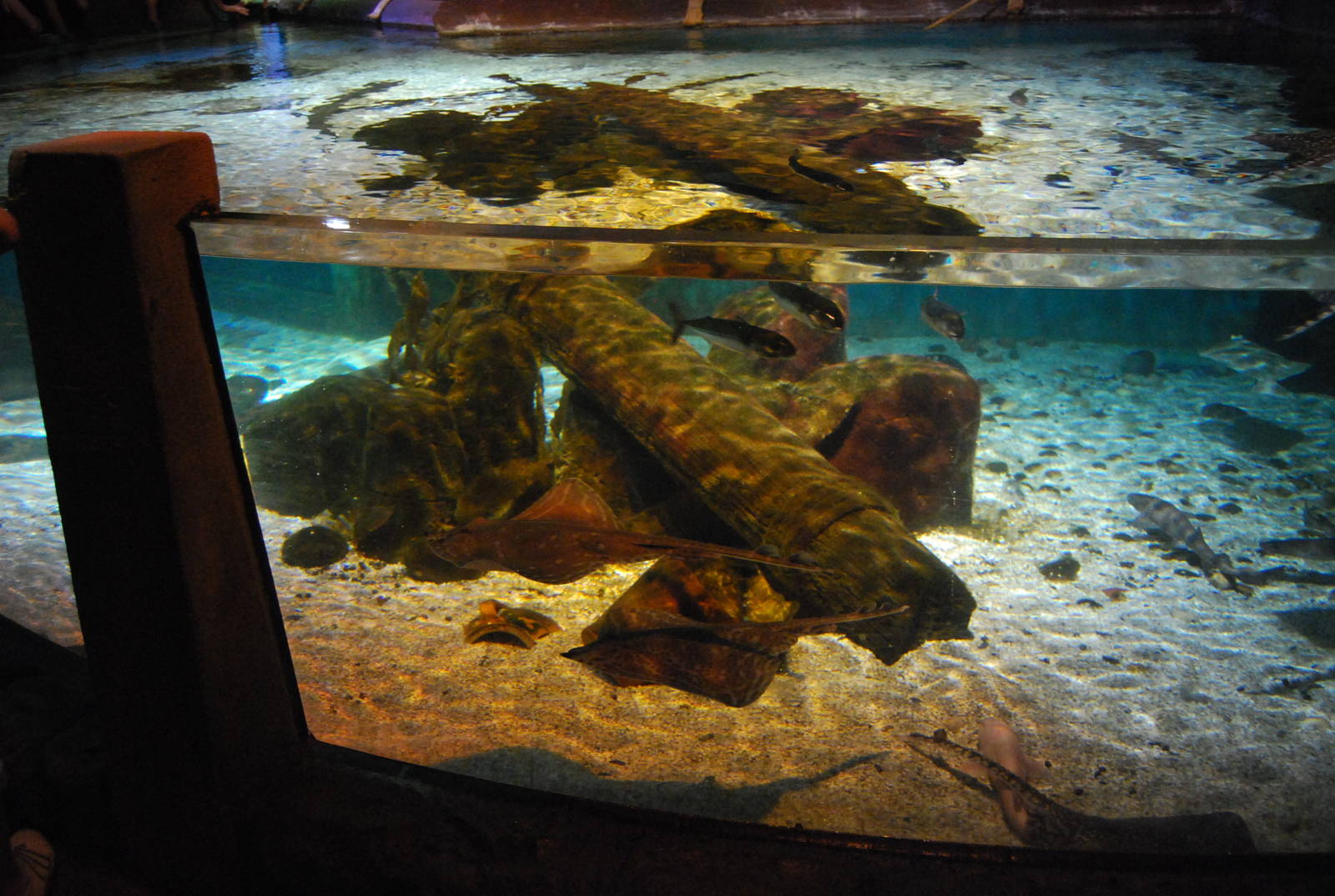 Königswinter Sea Life July 2008