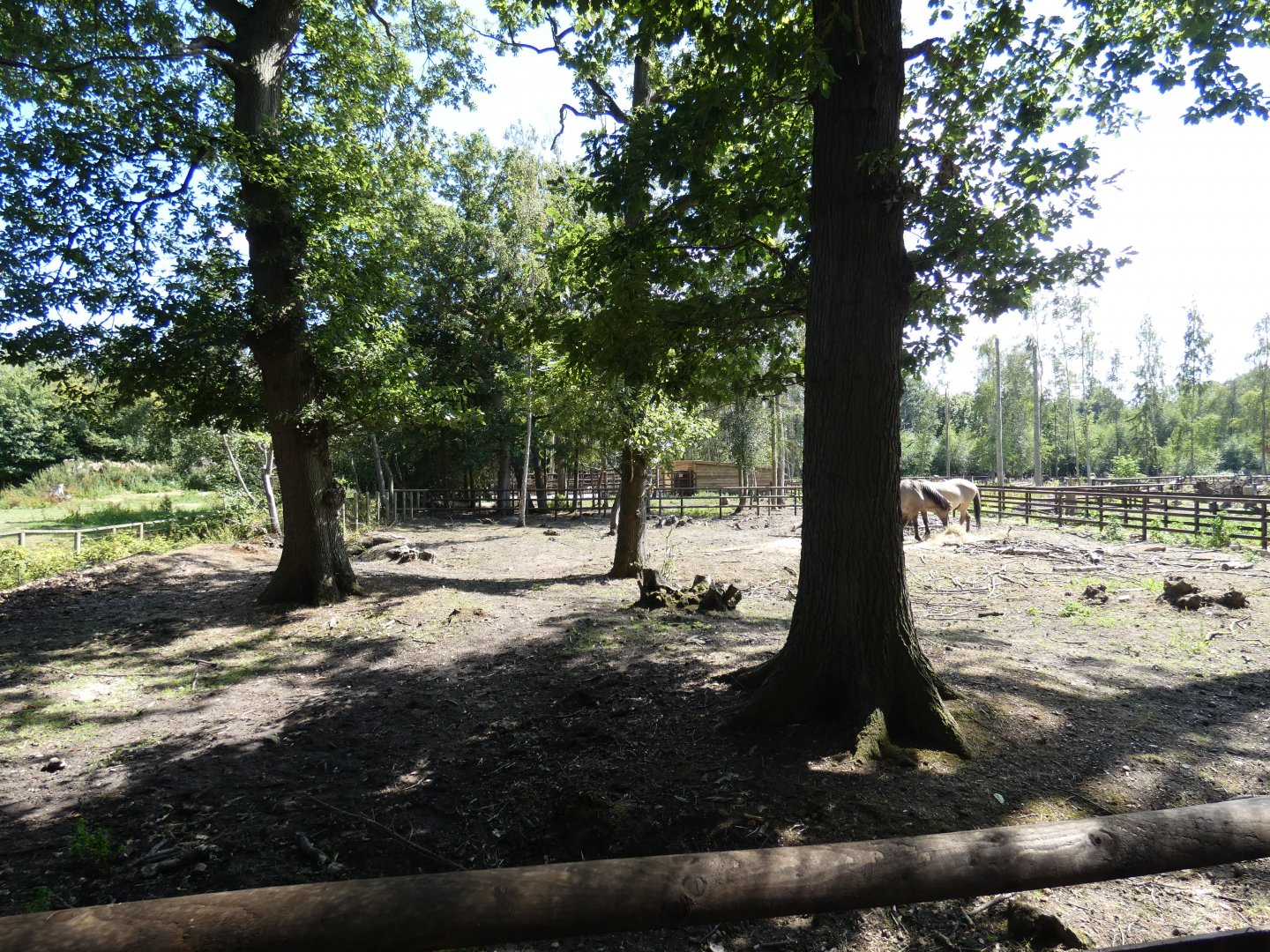Konik Horse enclosure