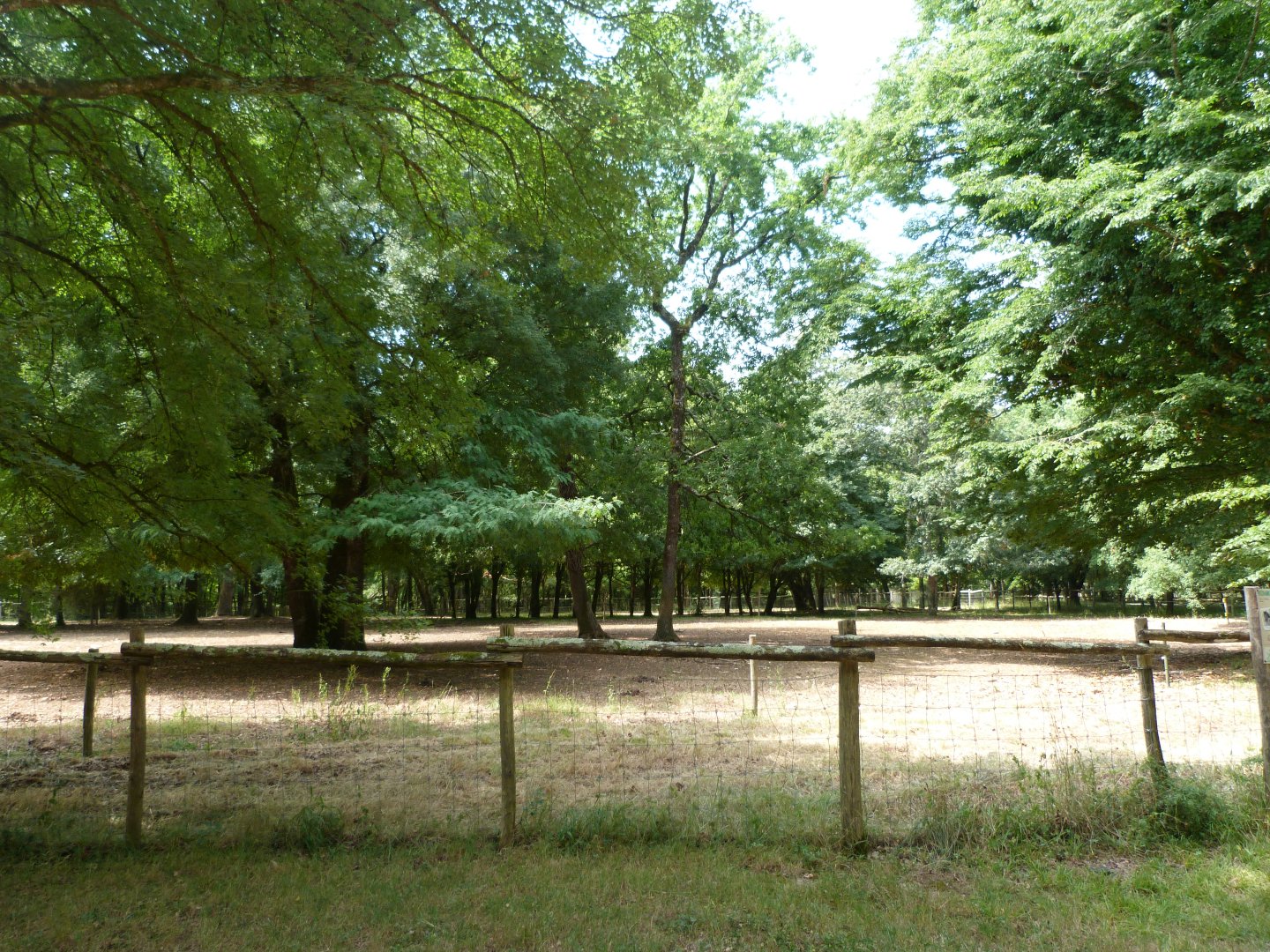 Konik horse exhibit -Zoodyssée (2025)