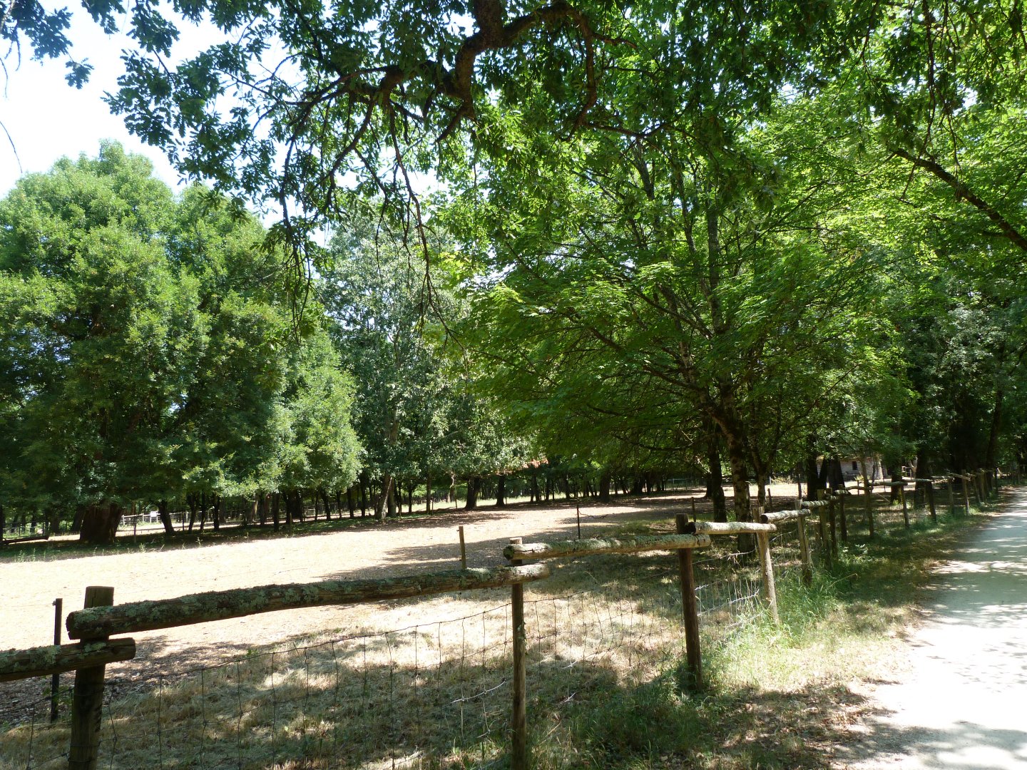 Konik horse exhibit -Zoodyssée (2025)