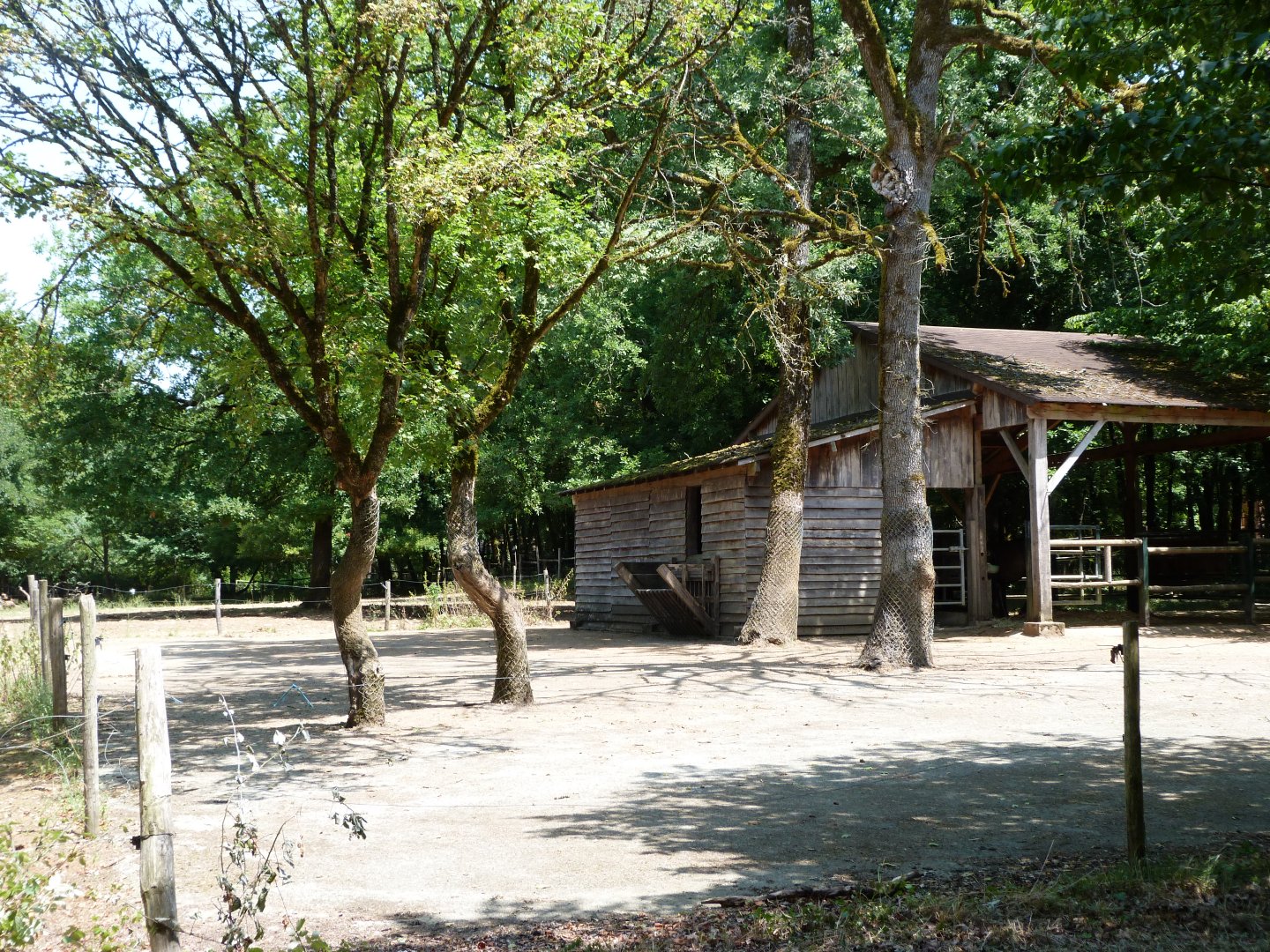 Konik horse exhibit -Zoodyssée (2025)