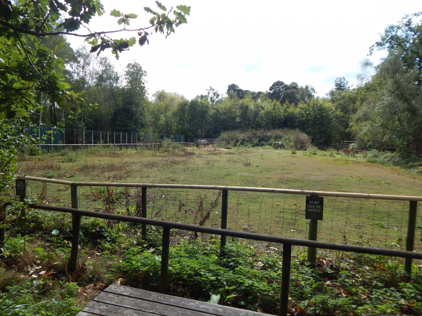 Konik horse habitat 030924