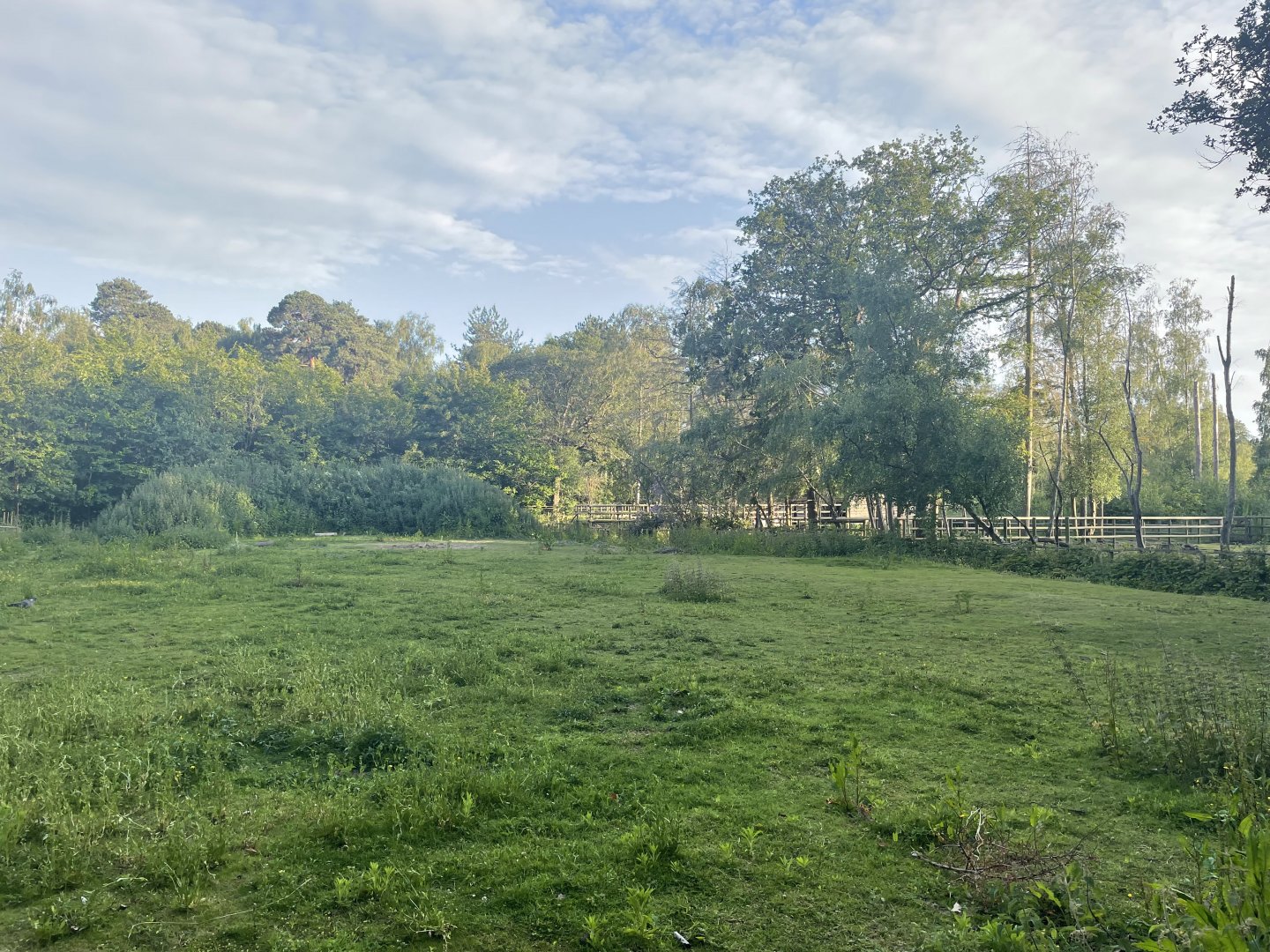 Konik Horse Paddock (2)