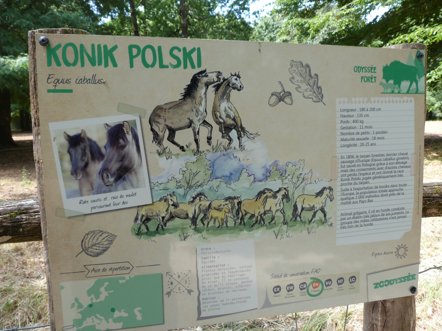 Konik horse sign -Zoodyssée (2025)
