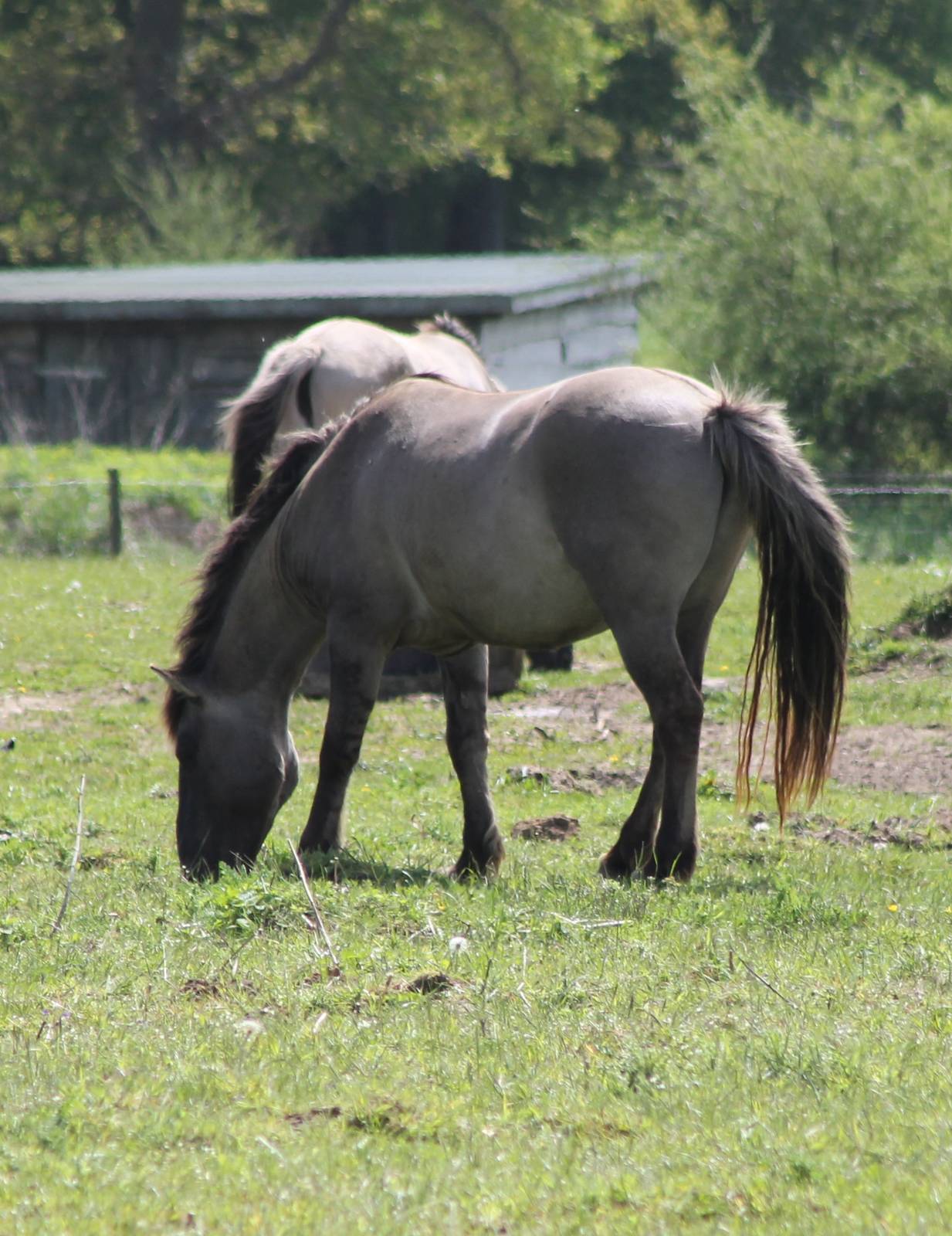 Konik ponies