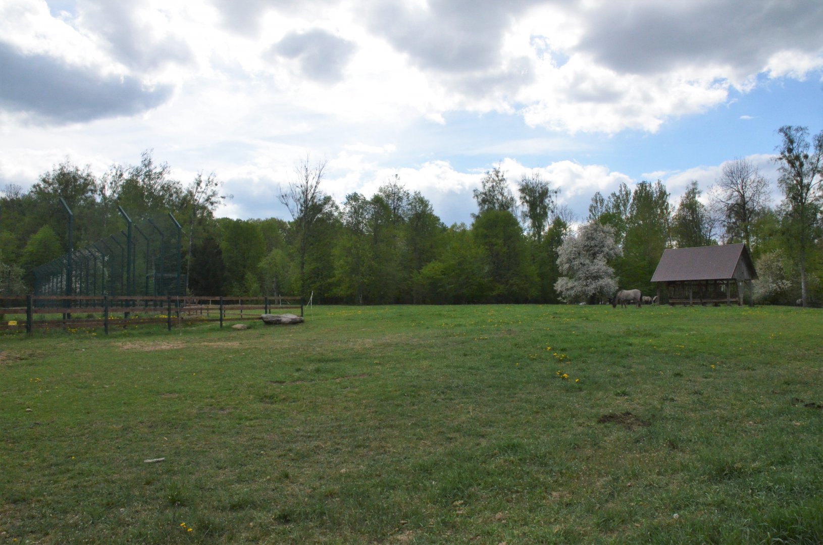 Konik Pony Enclosure at Rezerwat Pokazowy Żubrów, Białowieża 07/05/19