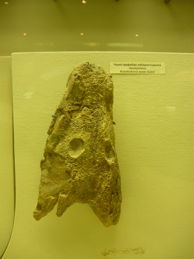 Konzhukovia tarda skull