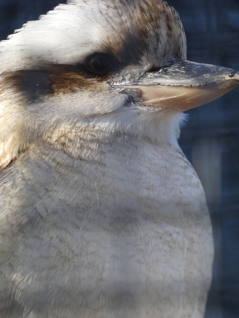 Kookabur at the Greensboro Science Center