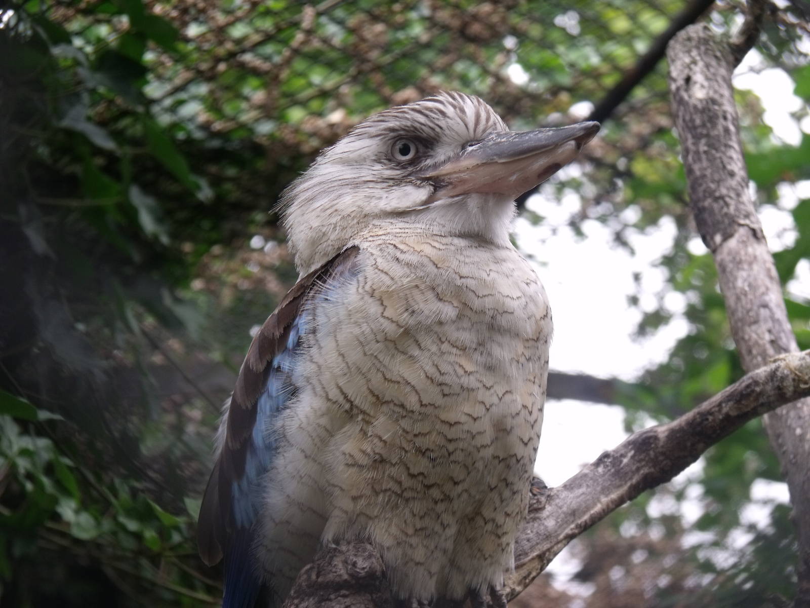 Kookabura