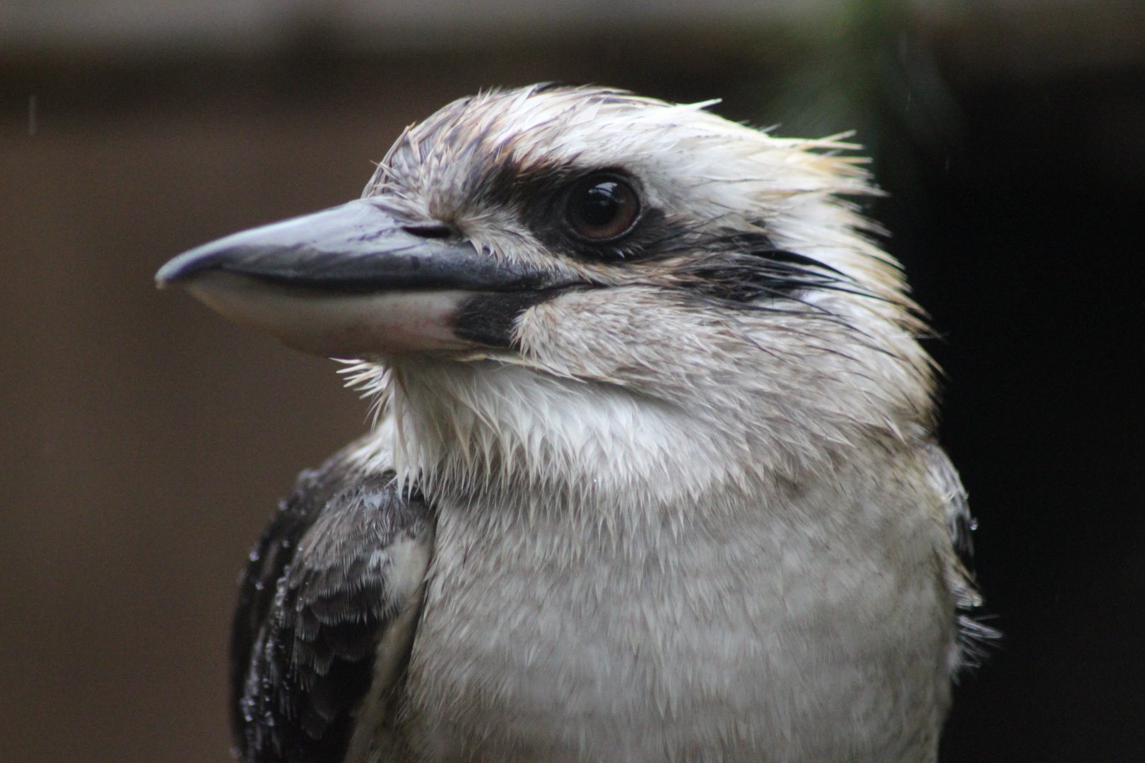 Kookabura