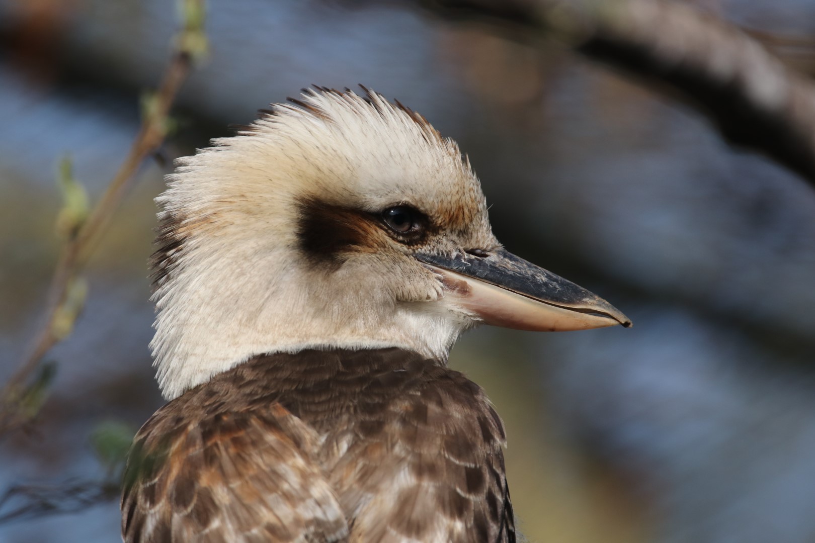 Kookabura