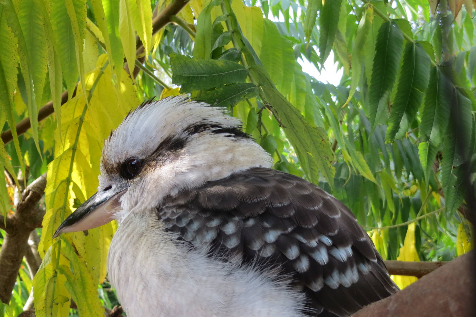 Kookaburra 10/14