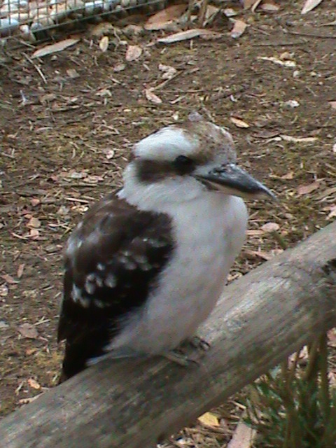 kookaburra 2 08/10