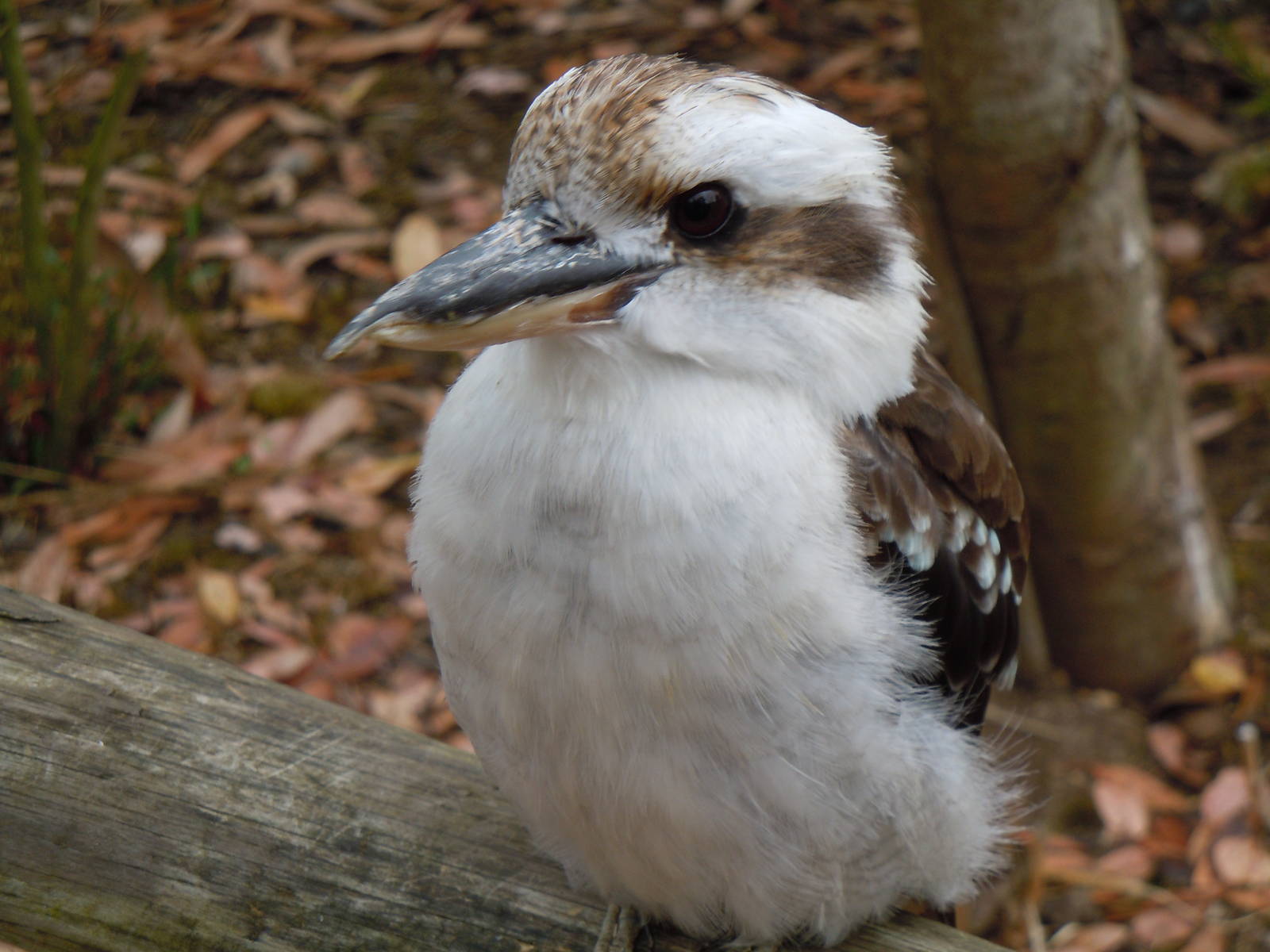 kookaburra 3 08/10