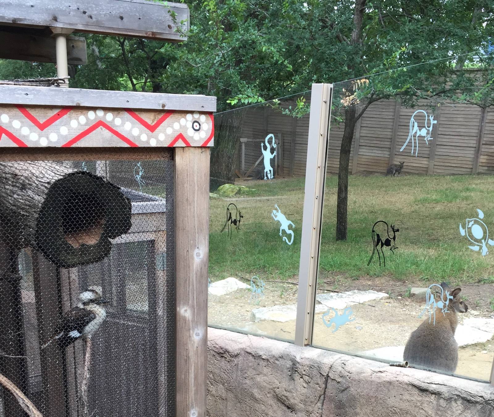 Kookaburra and Bennett's Wallaby Exhibit