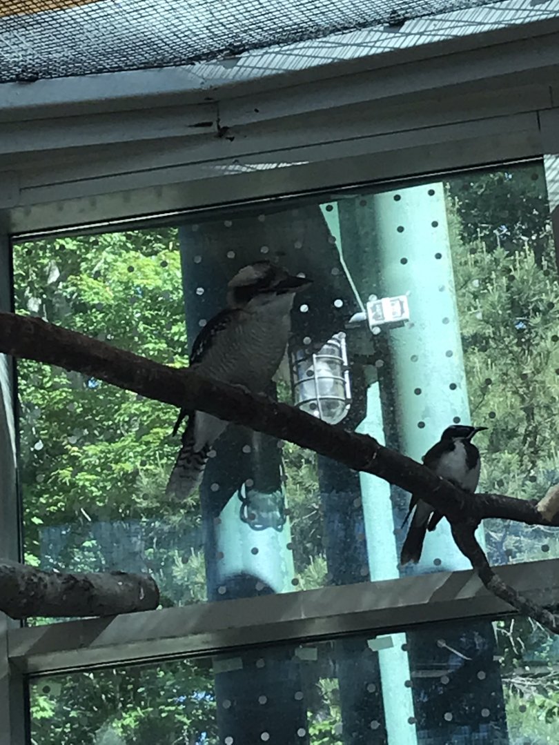 Kookaburra and Blue-faced Honeyeater in Desert
