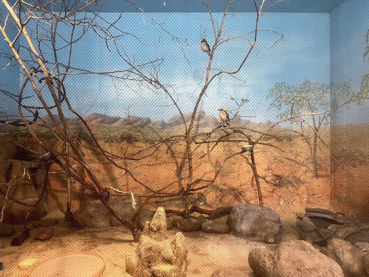 Kookaburra and Echidna Outback Exhibit