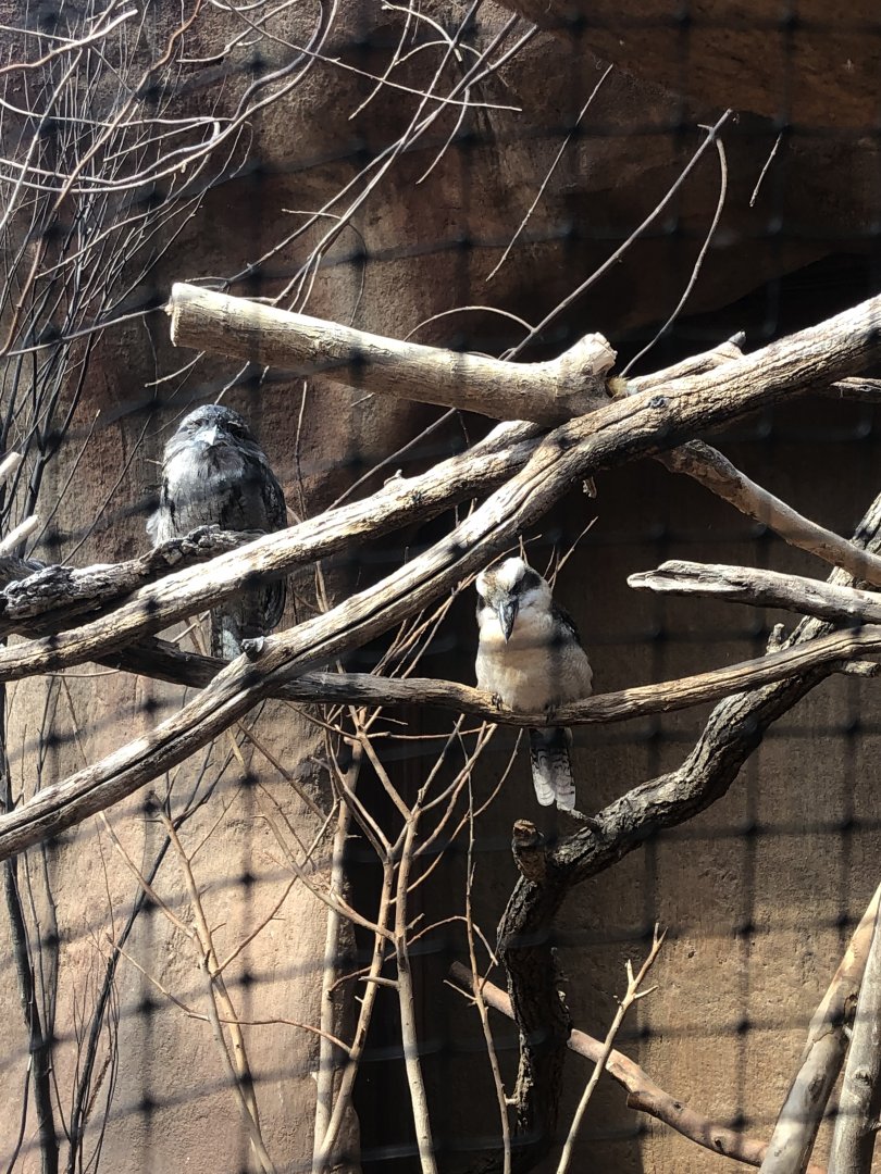 Kookaburra and frogmouth