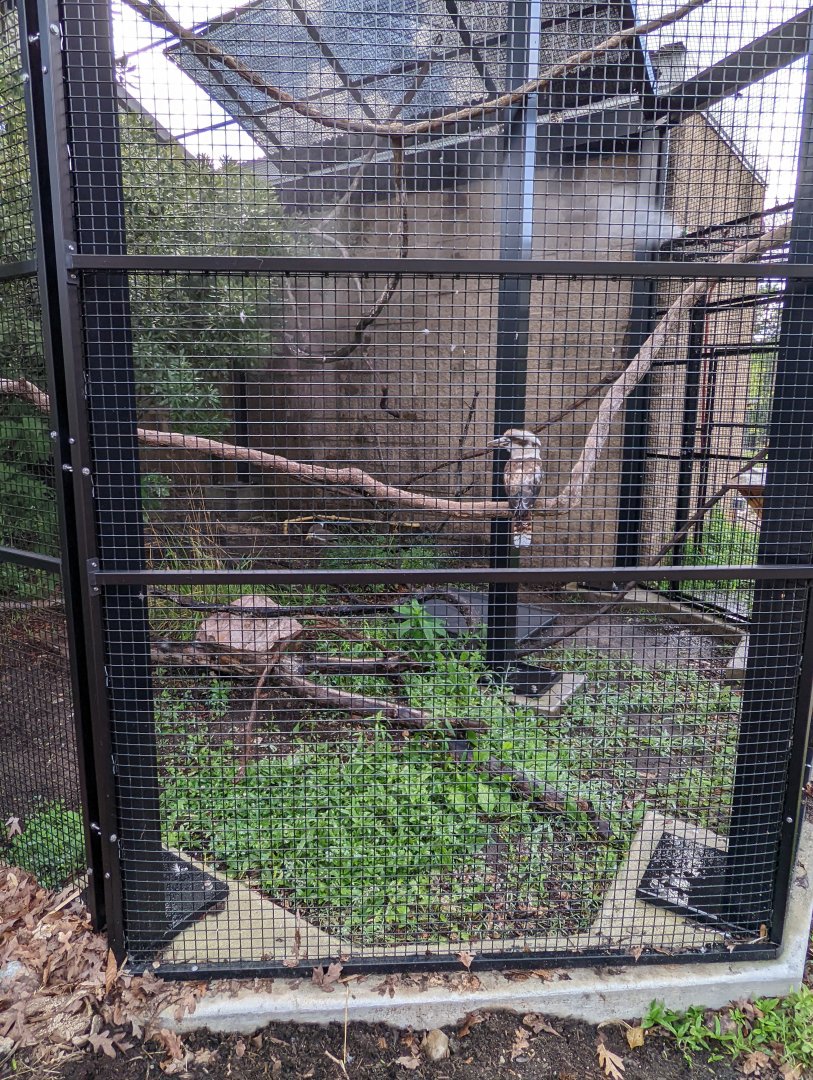 Kookaburra and Lapwings at the Greensboro Science Center