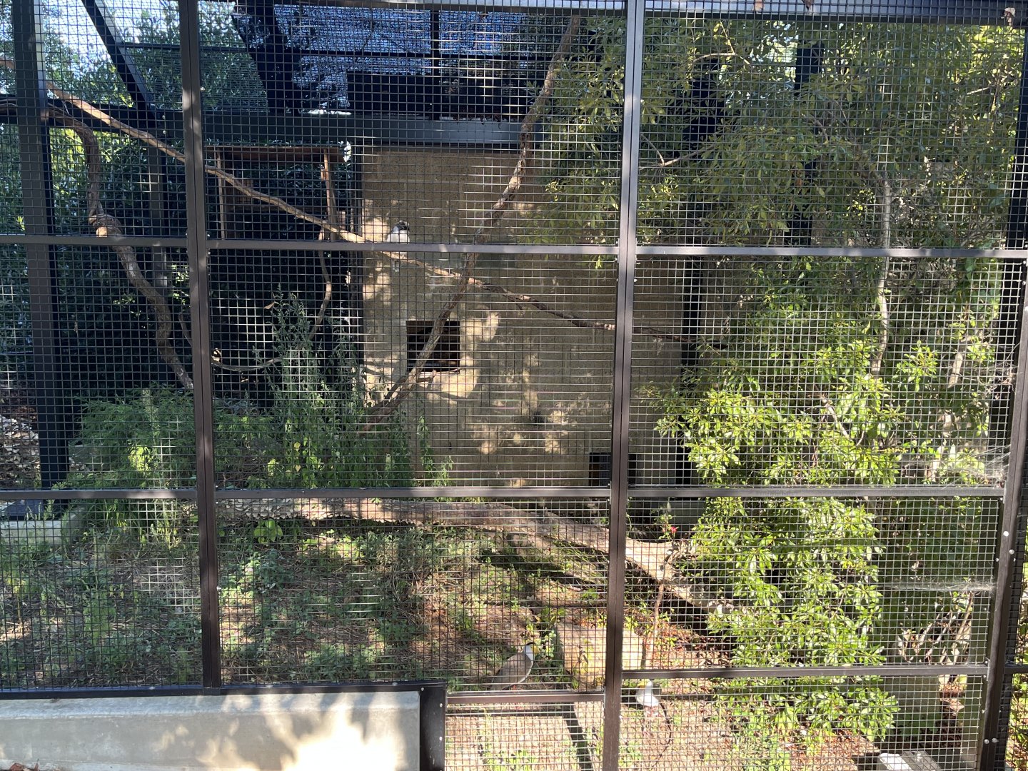 Kookaburra and Masked Lapwing Aviary