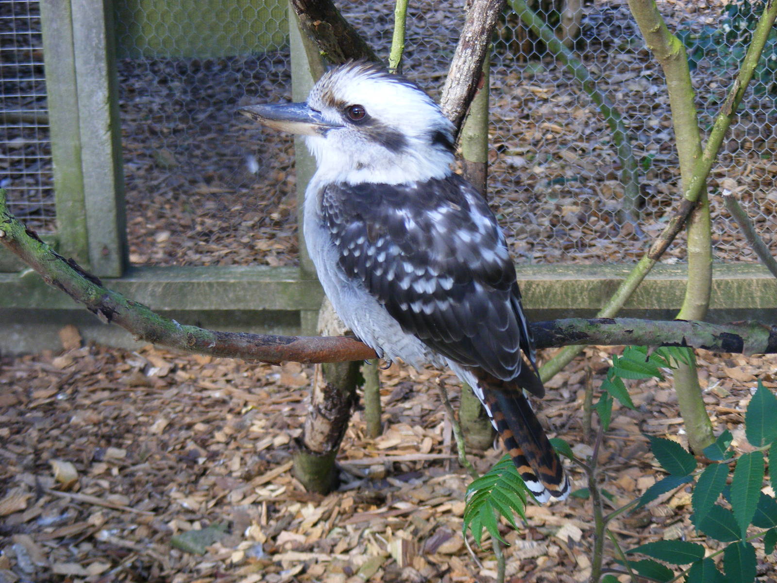 Kookaburra at Hamerton Zoo, 12 September 2010