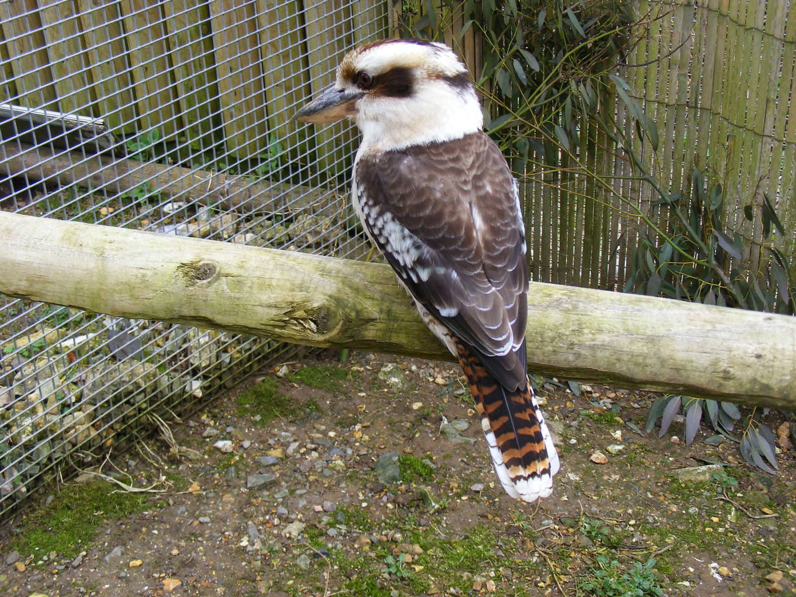 Kookaburra at Marwell Wildlife, 21 March 2010