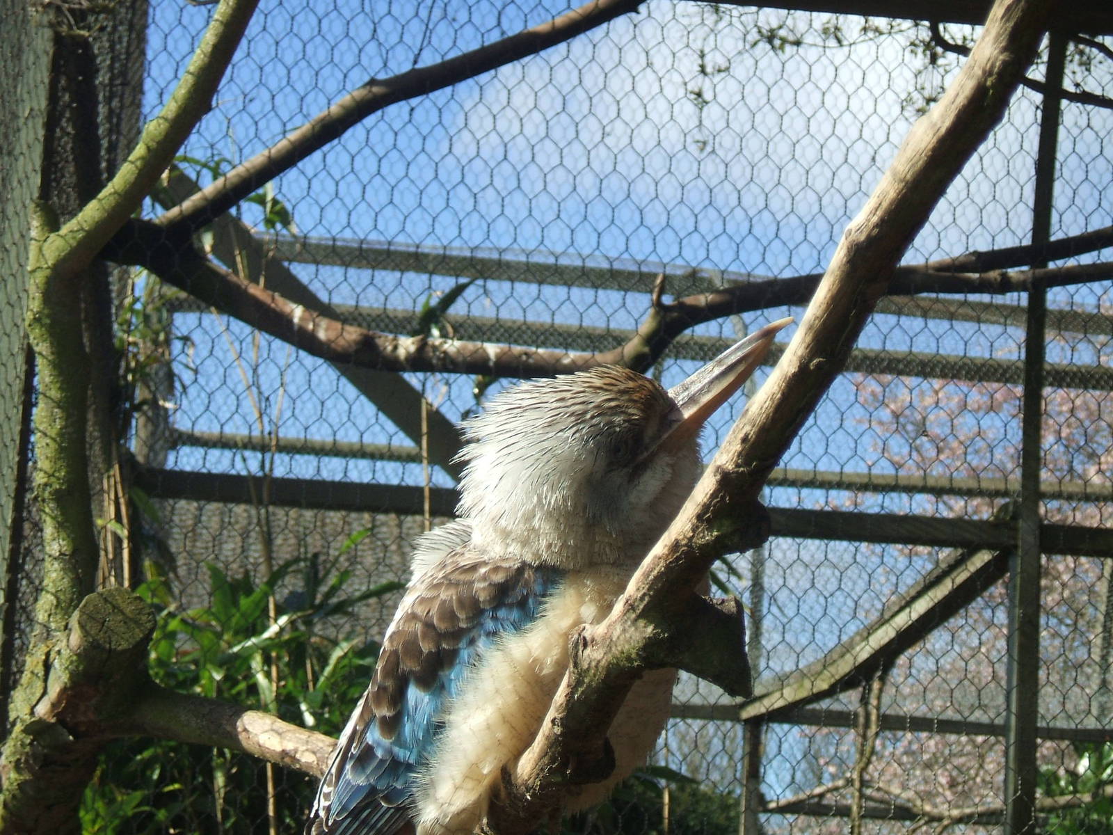 Kookaburra at Twycross