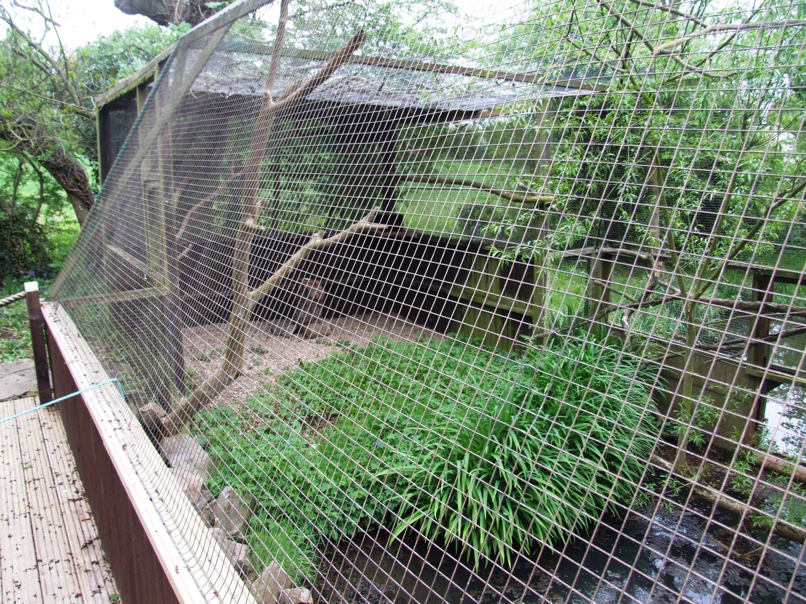 Kookaburra Aviary at Tropical Birdland, 18/05/13