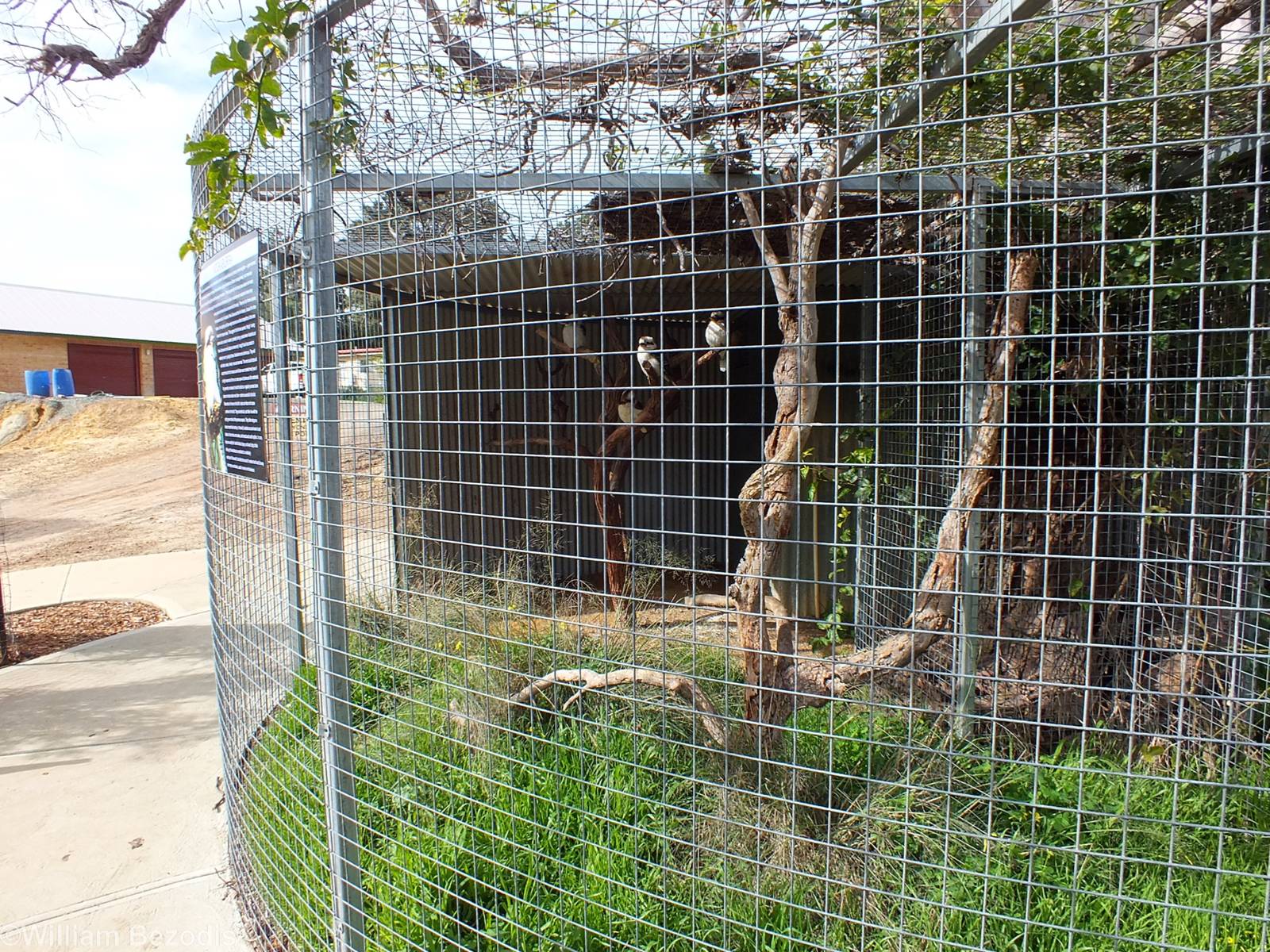 Kookaburra Aviary - Cohunu Koala Park