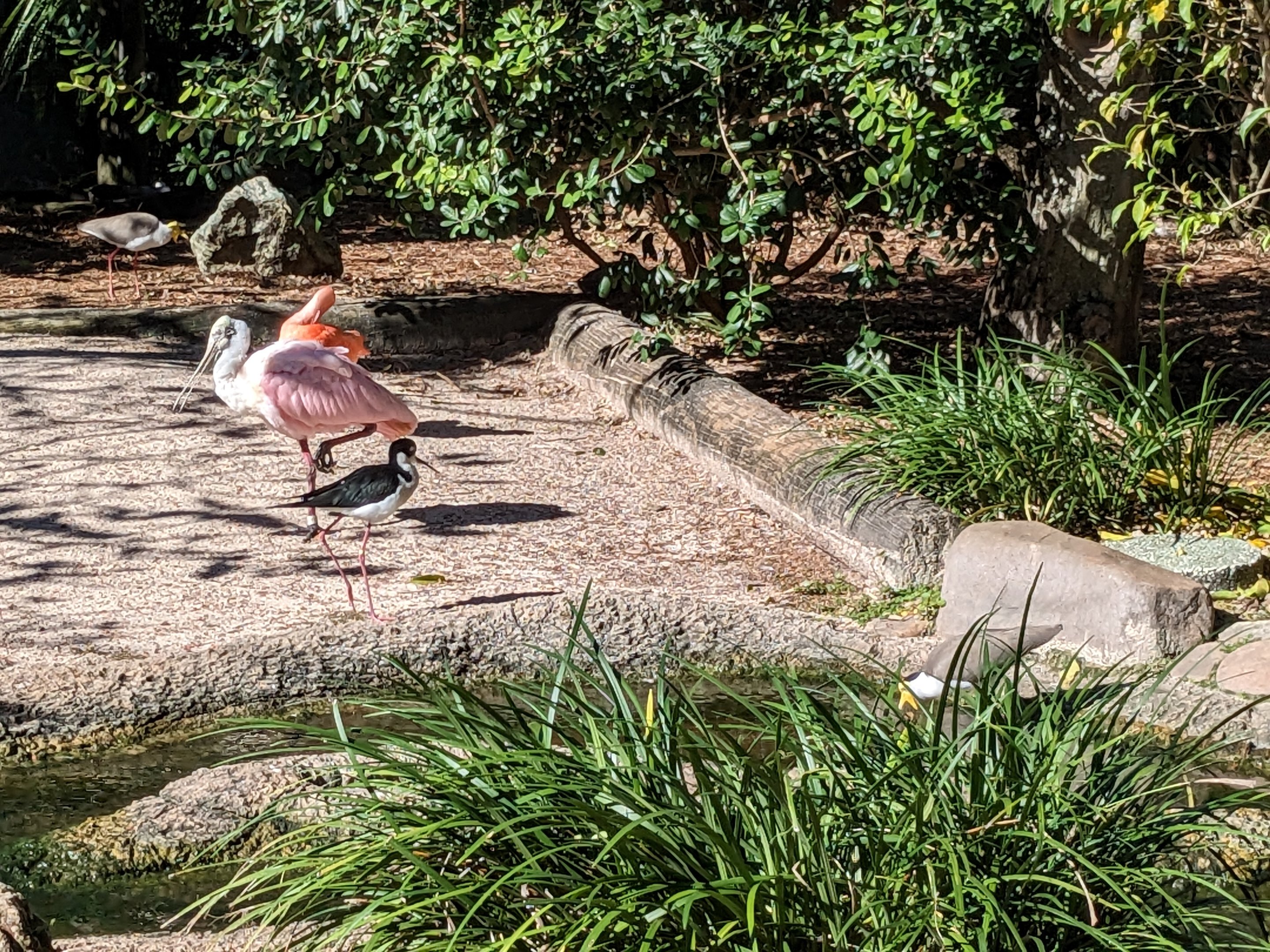 Kookaburra Aviary - roseate spoonbill