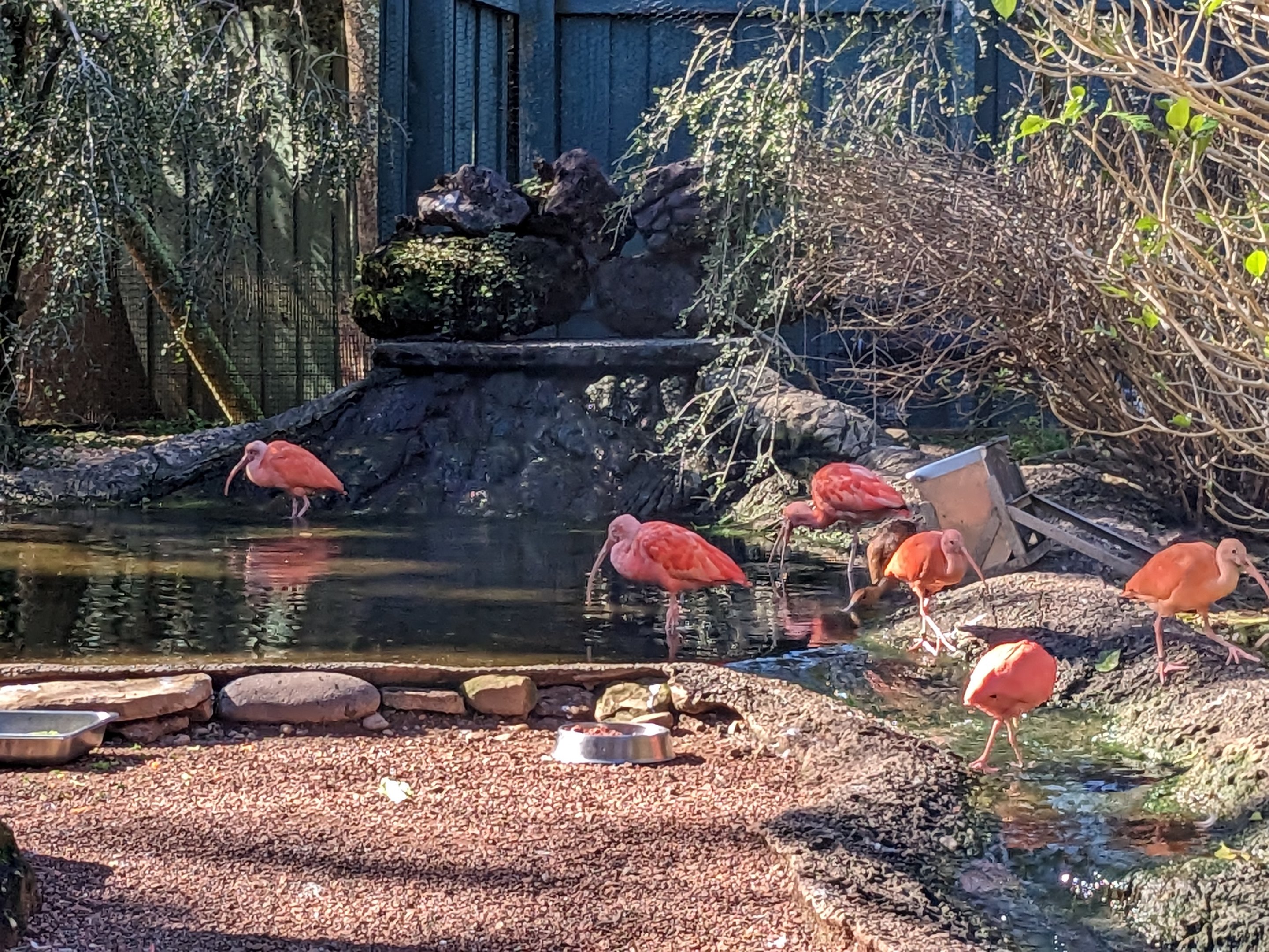 Kookaburra Aviary - scarlet ibis