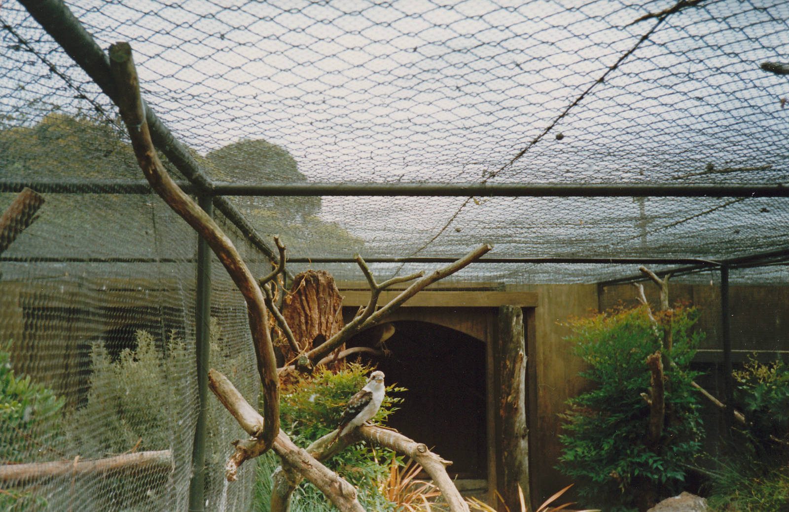 kookaburra aviary
