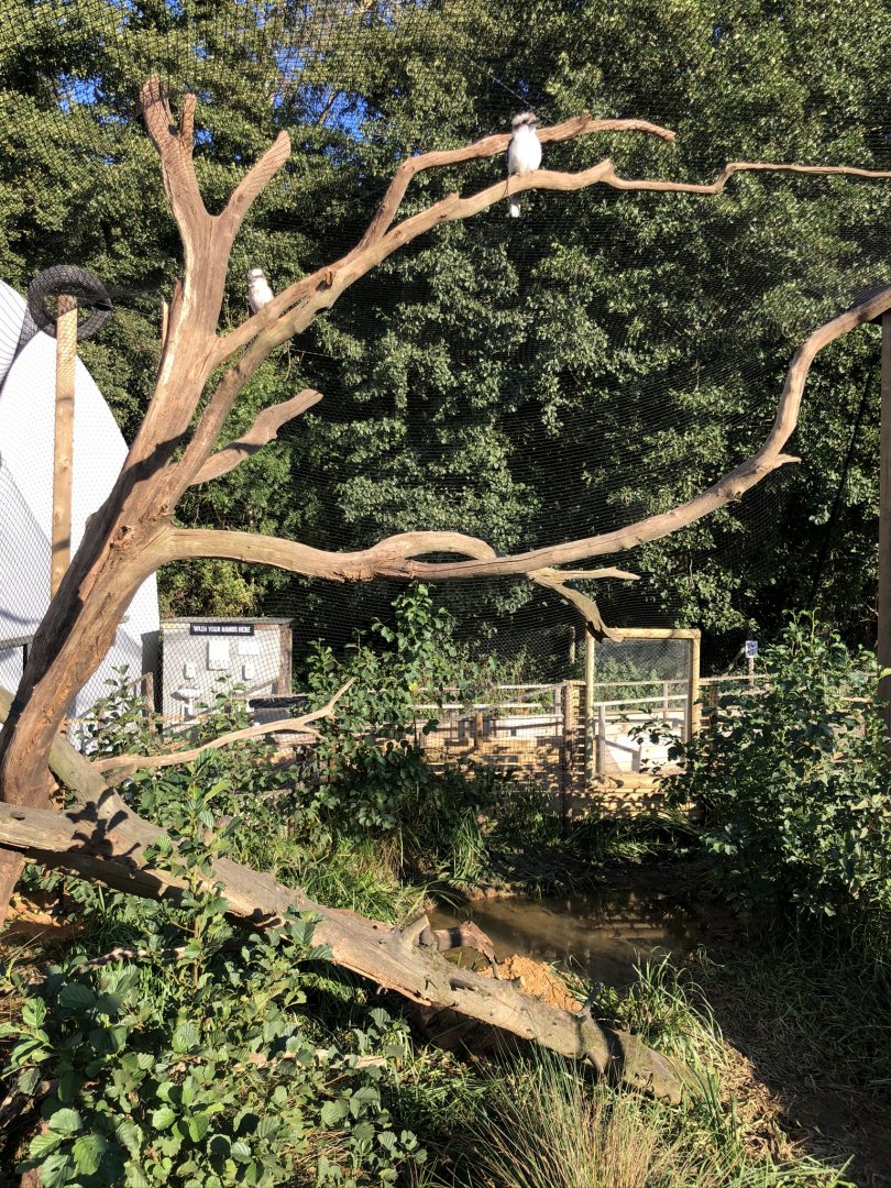 Kookaburra aviary