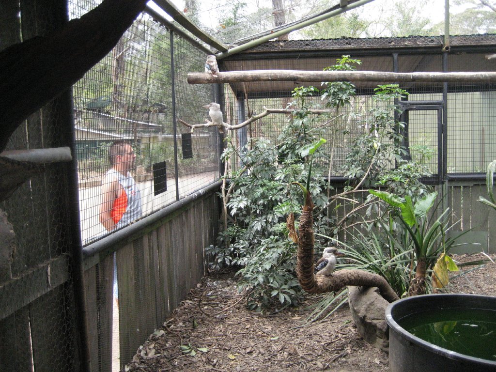Kookaburra aviary