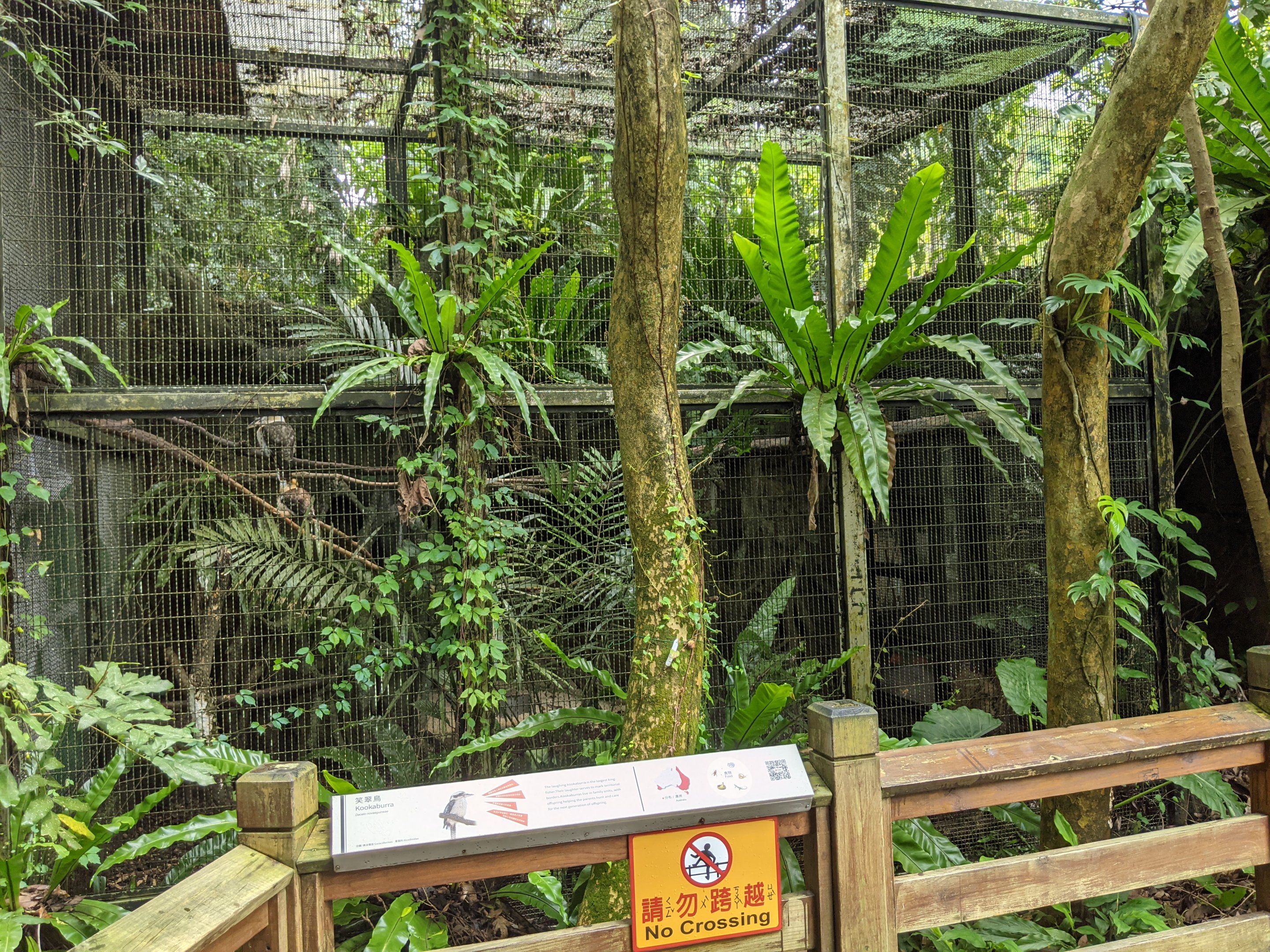 Kookaburra aviary