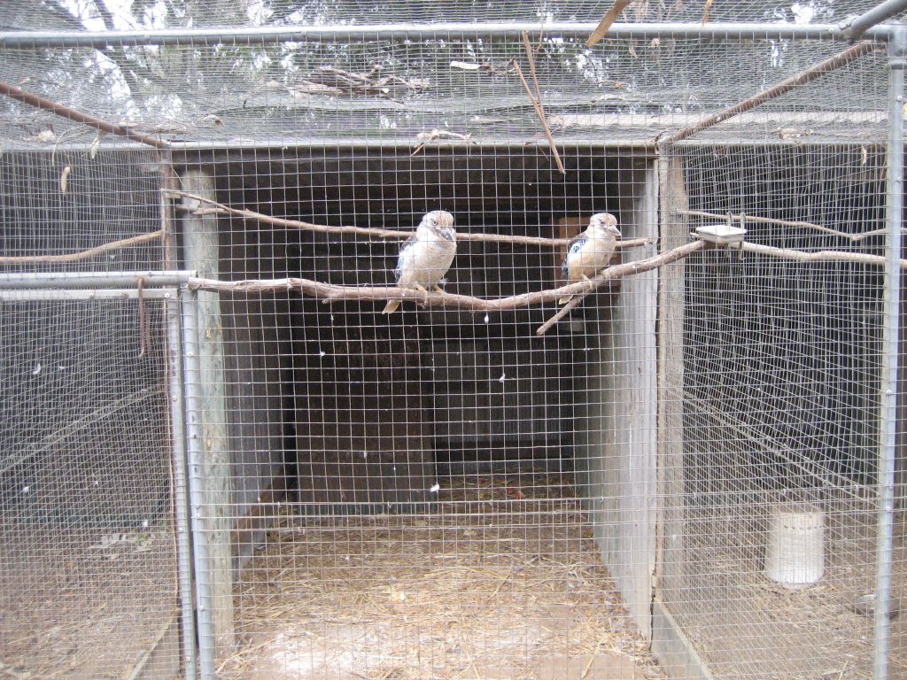 Kookaburra aviary