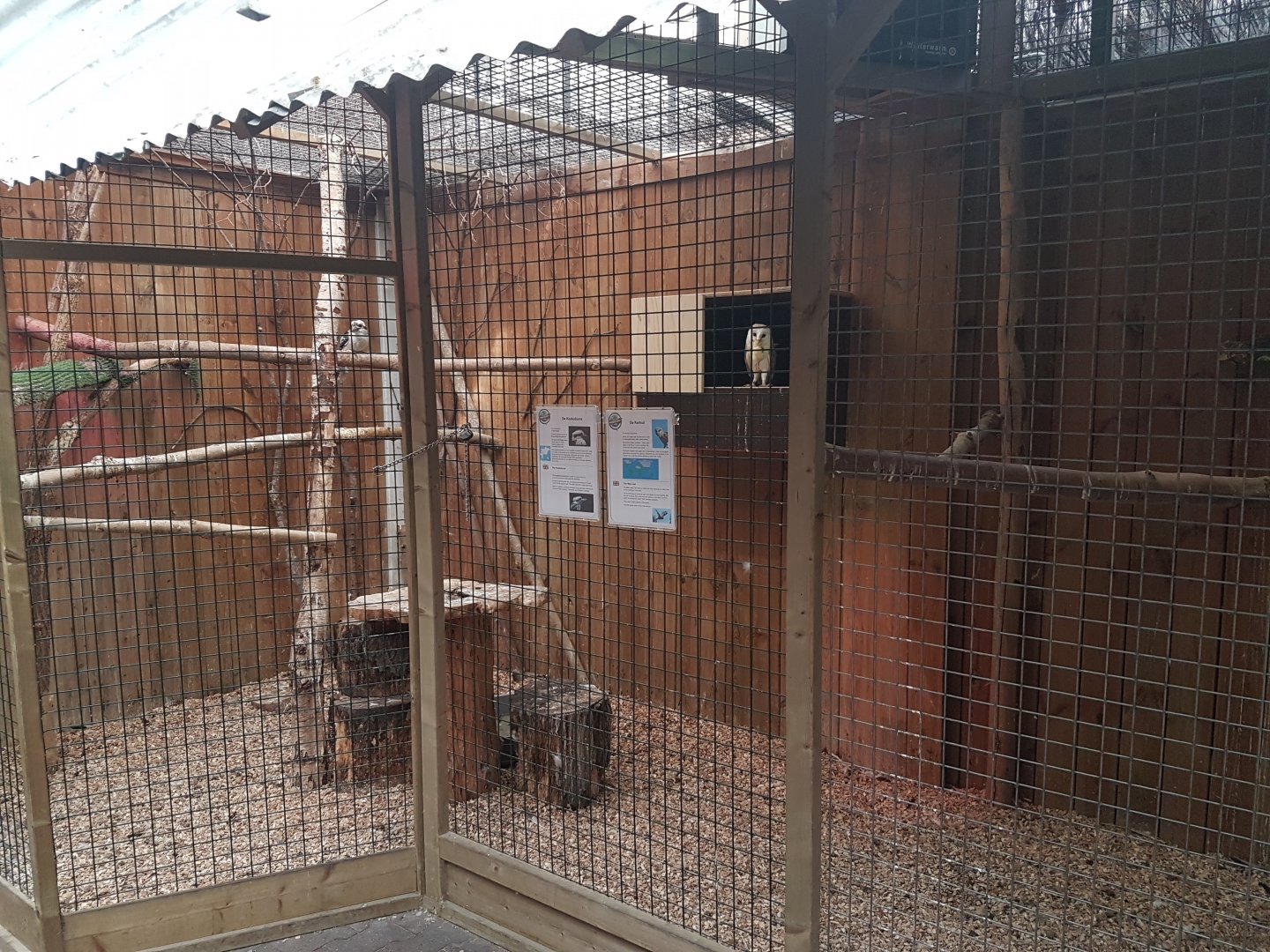 Kookaburra - Barn-owl aviary