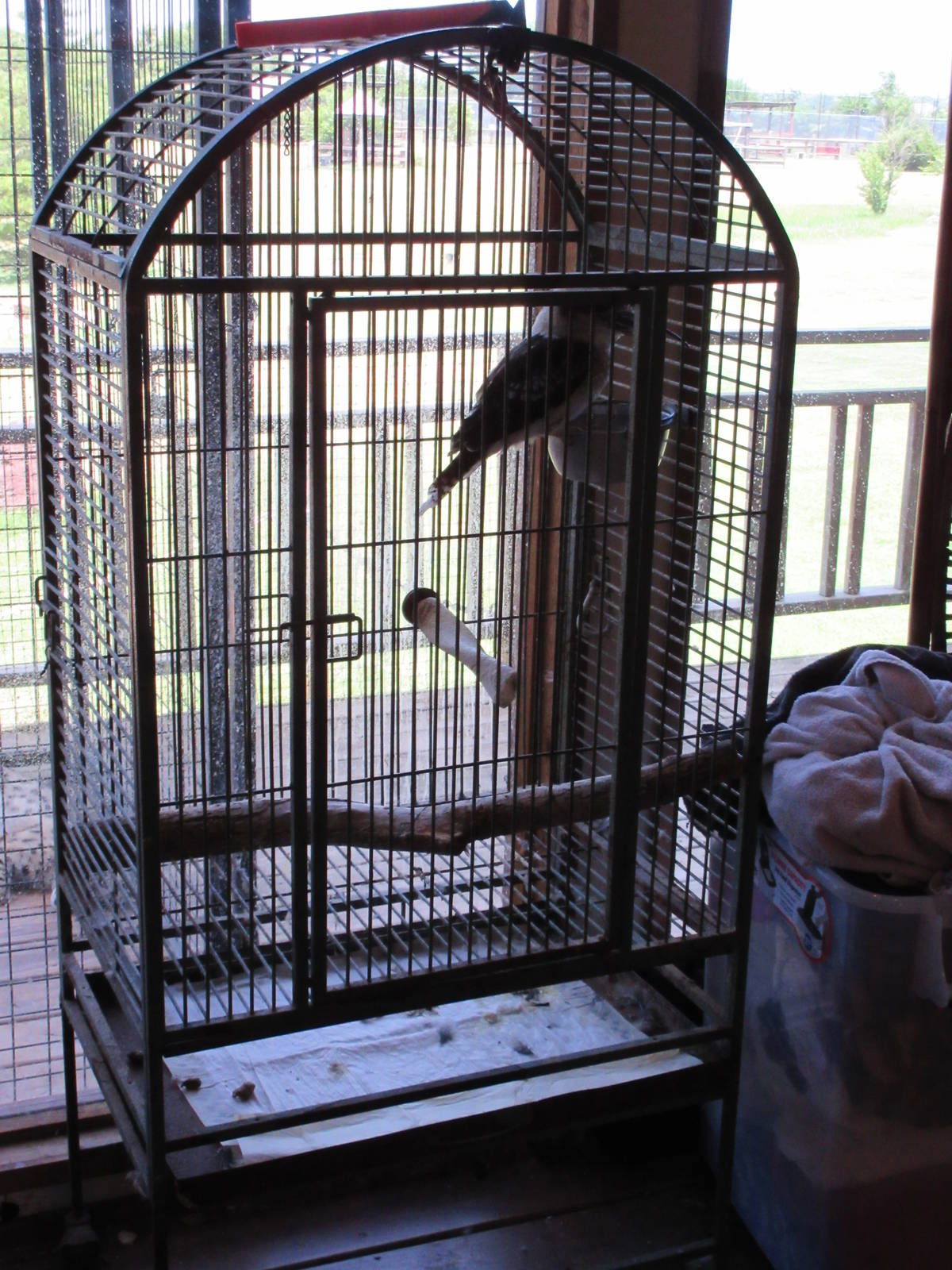 Kookaburra Cage